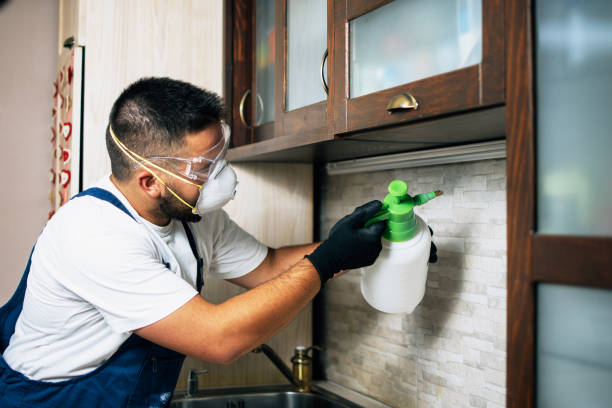 Wasp Removal Services in Gasport, NY