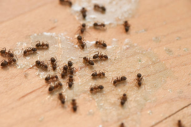 Best Insect Control  in Gasport, NY